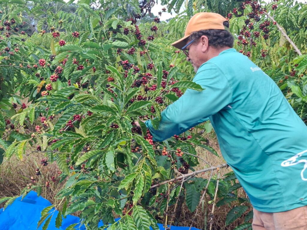 cafesss-1024x768 EXEMPLO - Cearenses vem à Rondônia estudar modelo de sucesso no café